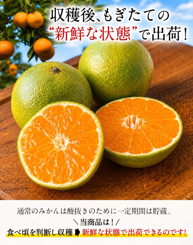 くまみんです♪【同梱お値引き済み】 みかん 1.5kg 訳あり 送料無料 小玉みかん 小玉 ミカン 極早生 家庭用