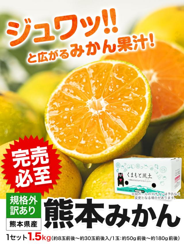 熊本県産 みかん 1.5kg 訳あり 送料無料 熊本みかん 1.5kg 大玉 小玉