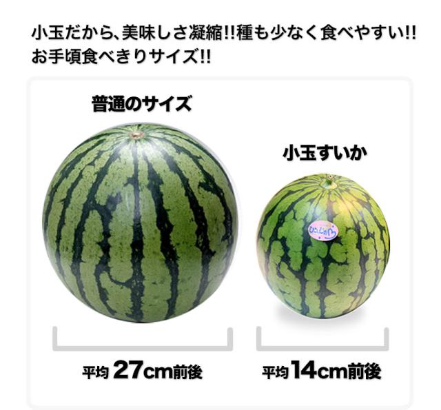 スイカ 熊本 父の日 送料無料 訳あり 小玉スイカ 熊本県産 1玉