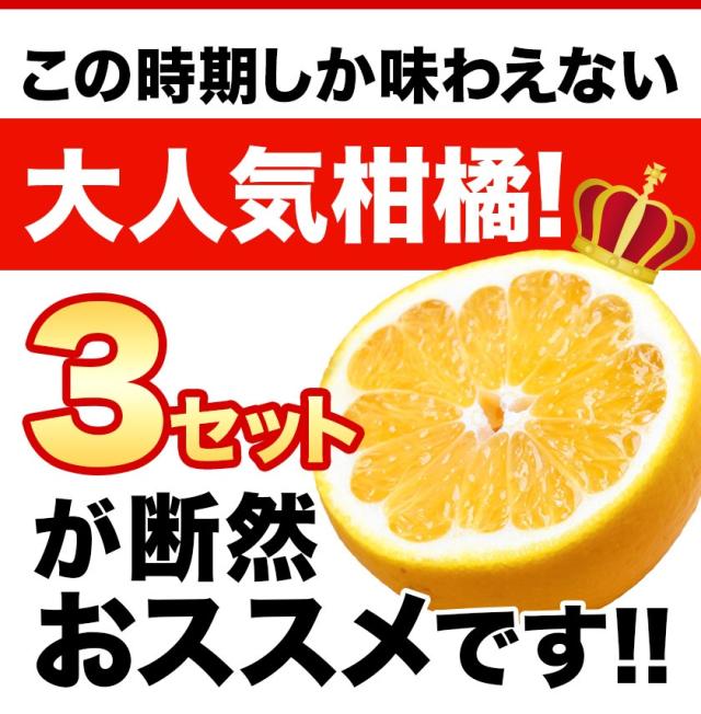 3日までセールで999円 河内晩柑 1.5kg 送料無料 和製 グレープフルーツ