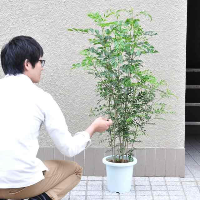 すべての美しい花の画像 無料ダウンロード庭木 鉢植え おすすめ