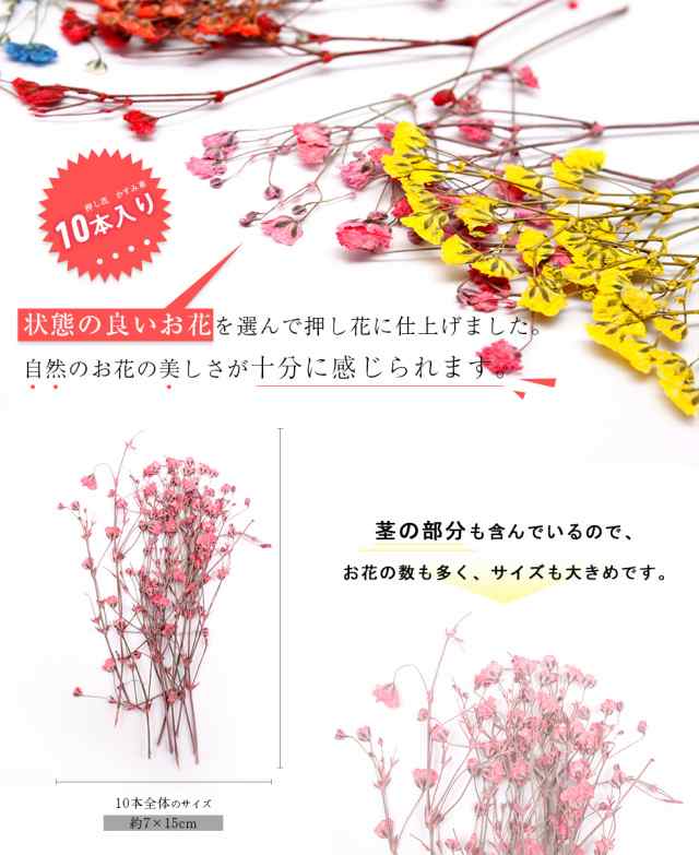 押し花 ドライフラワー 着色かすみ草10本入り メール便対応 ネイルアート Uvレジンの通販はau Pay マーケット タカラネイル