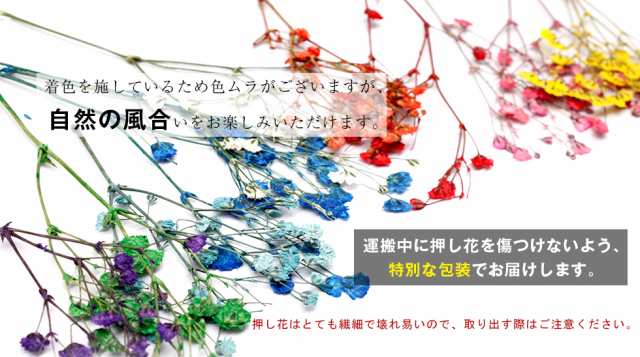 押し花 ドライフラワー 着色かすみ草10本入り メール便対応 ネイルアート Uvレジンの通販はau Pay マーケット タカラネイル