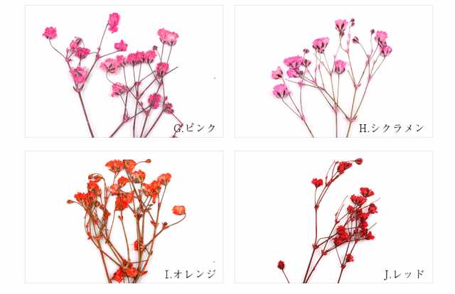 押し花 ドライフラワー 着色かすみ草10本入り メール便対応 ネイルアート Uvレジンの通販はau Pay マーケット タカラネイル