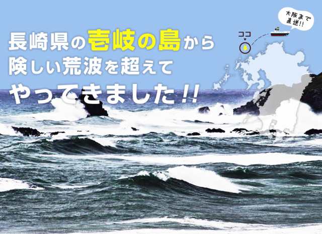 おつまみ 3種からお好きな1種を選べる 帆立貝ひも たこかま ぬれいか天 ビール にぴったりの通販はau PAY マーケット - 博多もつ鍋と餃子  マイニチトッカ