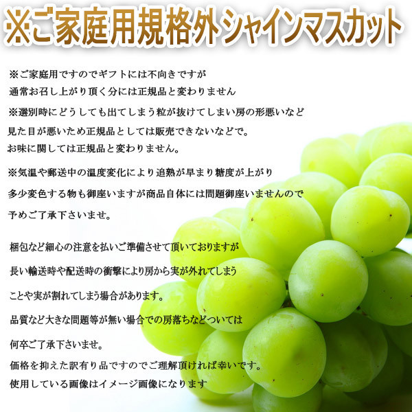 送料無料 予約商品 9月中旬発送予定 産地厳選 訳あり シャインマスカット 大きさお任せ 約2kg 北海道沖縄別途送料加算 産地直の通販はau Pay マーケット 808青果店