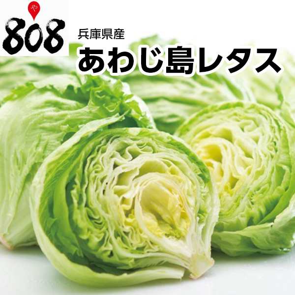 PAY　au　PAY　1玉【野菜詰め合わせセットと同梱で送料無料】/レタス生活/サンチェ/焼肉/サラダ/栄養/旬の味覚/の通販はau　808青果店　マーケット－通販サイト　送料別】【兵庫県産】あわじ島レタス　マーケット