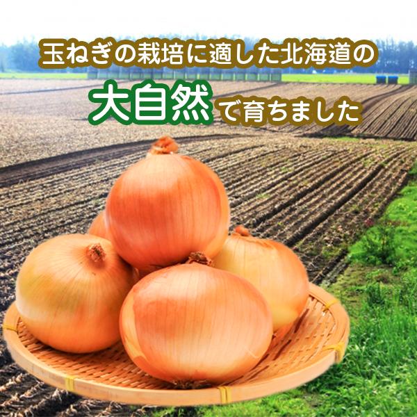 北海道産 大玉玉ねぎ ｌ 2ｌサイズ 約kg 常温便送料無料 北海道沖縄別途送料加算 玉ネギ たまねぎ タマネギ 玉葱 サラダ スーの通販はau Pay マーケット 808青果店
