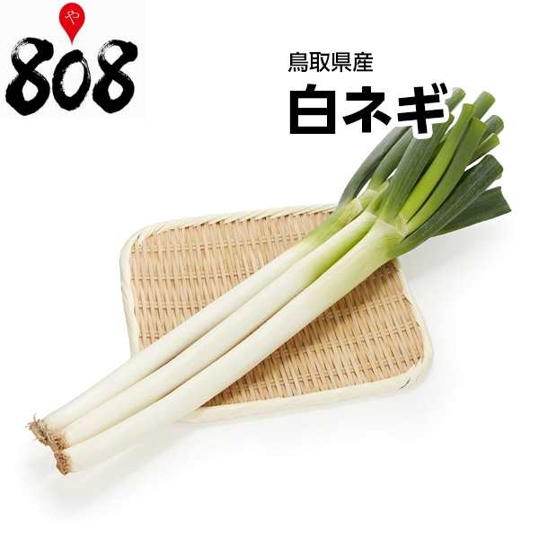 鳥取県産】白ネギ　PAY　マーケット　1束　808青果店　PAY　約400g【野菜詰め合わせセットと同梱で送料無料】【送料別】/旬の味覚/グルメ/野菜/セット/詰め合わせ/やさい/の通販はau　au　マーケット－通販サイト