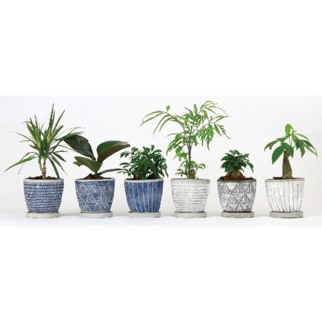SPICE スパイス SPICE OF LIFE レリーフプランター 朴観葉植え込み HAK18013 8個 | ガーデン 植物 観葉植物