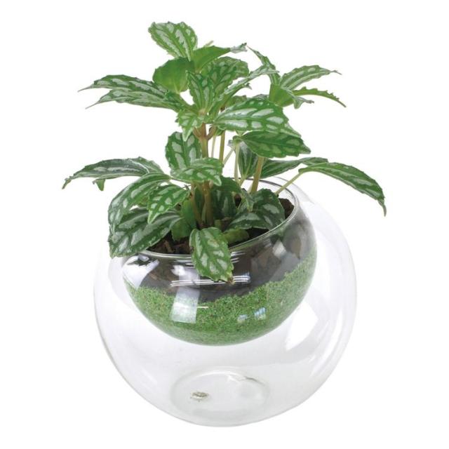 a*o様 ビルケン AROSA.オークレ37 シープファー 新品 定価¥2420 楽天