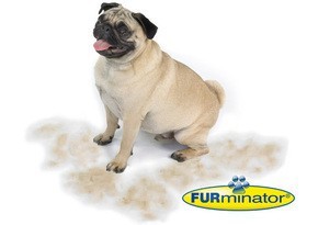 Furminator ファーミネーター S 小型犬 短毛種用 正規品の通販はau Pay マーケット ペットショップqoonqoon