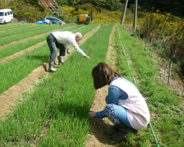 お歳暮 御歳暮 2023 淡路島産 たまねぎ 苗早生品種七宝 玉ねぎ苗 100本