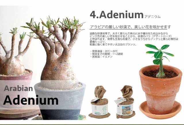 販売終了 世界の植物 World Plant 栽培セット バオバブ ユーカリ アガベ アデニウム 観葉植物 栽培 キット テラコッタ 鉢 種 培養の通販はau Pay マーケット 壁紙革命 賃貸でもおしゃれに