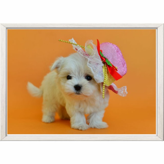 メール便送料無料 犬のポスター マルチーズ 7 かわいいワンコのポスター 犬 インテリア 写真 サイズ 巣ごもり生活 ペット の通販はau Pay マーケット 赤い屋根ワークス