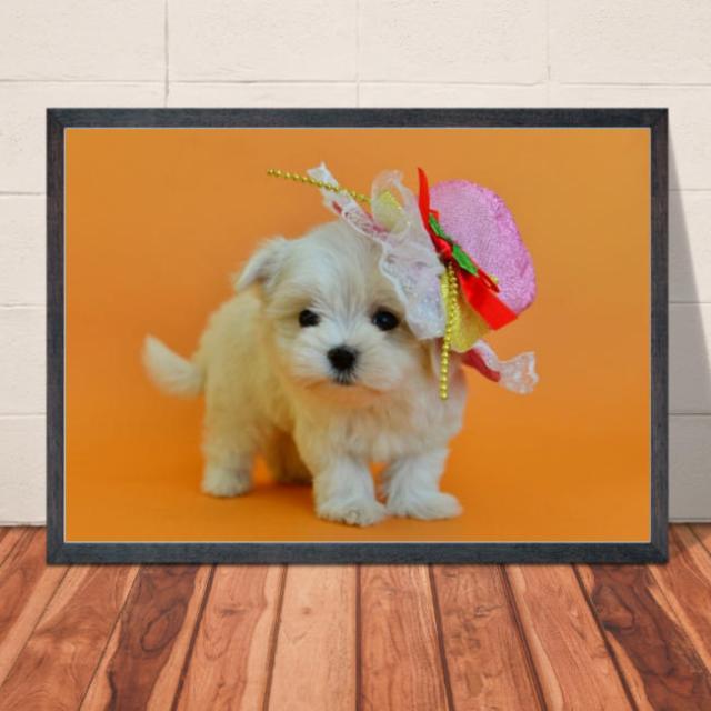 メール便送料無料 ポスター マルチーズ 7 かわいいワンコのポスター 犬 インテリア 写真 サイズ 巣ごもり生活 ペット 動物の通販はau Pay マーケット 赤い屋根ワークス