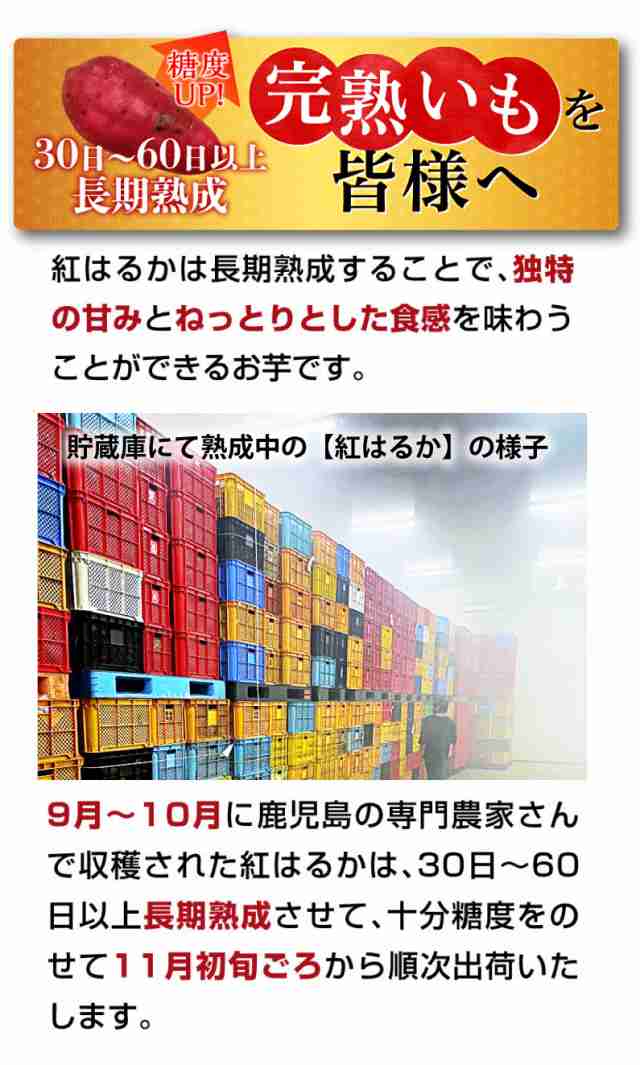 待望 さつまいも 紅はるか 20kg 農家直送 安心安全 tdh-latinoamerica.de