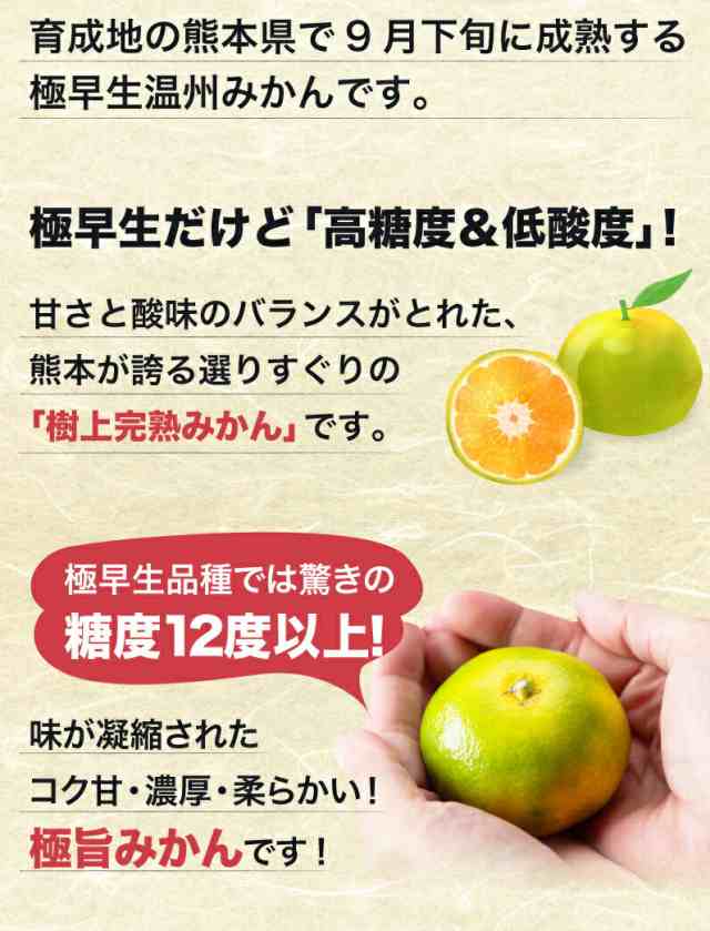 3kg　コク甘　マーケット　味いちみかん　マーケット－通販サイト　秀品　熊本県産　極早生小蜜柑　送料無の通販はau　濃厚　PAY　くいしんぼうグルメ便　糖度12度以上　2S〜3Sサイズ　au　極早生温州みかん　PAY　みかん　早期予約開始！