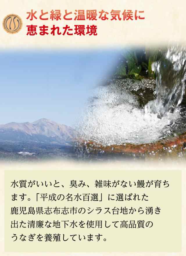 うなぎ 蒲焼き 国産 鹿児島産ブランド鰻 うなぎの里 極上長蒲焼き1本！(タレ山椒セット×1付き) 送料別 同梱にオススメ クールの通販はau PAY  マーケット - くいしんぼうグルメ便