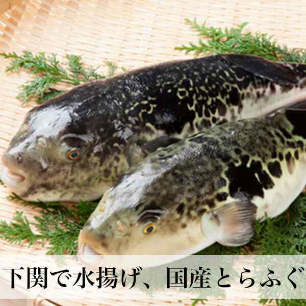 とらふぐ刺身セット 3-4人前 国産 ふぐ刺し お取り寄せグルメ ギフト クール便 直送 12032の通販はau PAY マーケット - 朝ごはん本舗