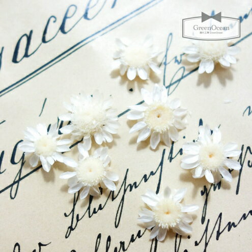 ドライフラワー 9輪 単色 スターフラワー スノー 冬 小花 プリザーブドフラワー 花材 Flower 雪 白 ホワイト の通販はau Pay マーケット 隠れ工房greenocean