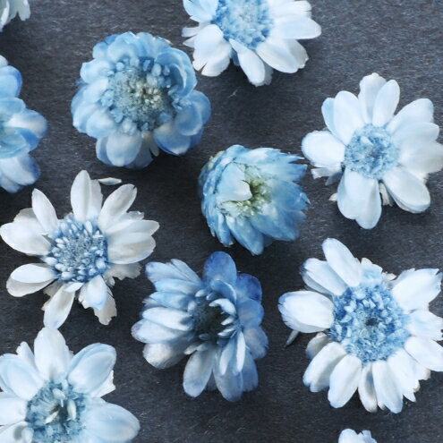 ドライフラワー プチサイズ15輪 単色 スターフラワー クール 小花 プリザーブドフラワー 花材 Flower ブルー 青 極小 の通販はau Pay マーケット 隠れ工房greenocean