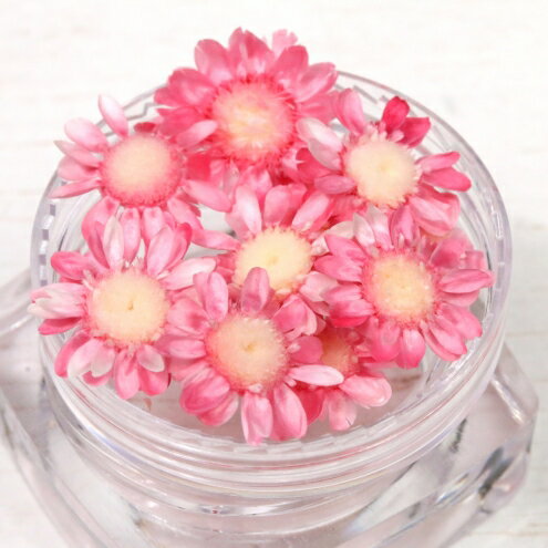 ドライフラワー 少し小ぶりの12輪 単色 スターフラワー キャンディーピンク 小花 プリザーブドフラワー 花材 Flower 春 Sprinの通販はau Pay マーケット 隠れ工房greenocean