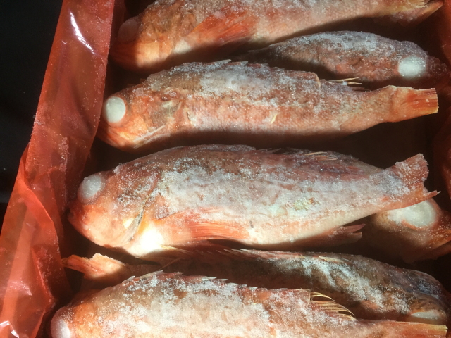 業務用 冷凍 ラプラタユメカサゴ セミドレス 5kg 尾サイズ アラカブ 魚 の通販はau Pay マーケット グルメ通販市場