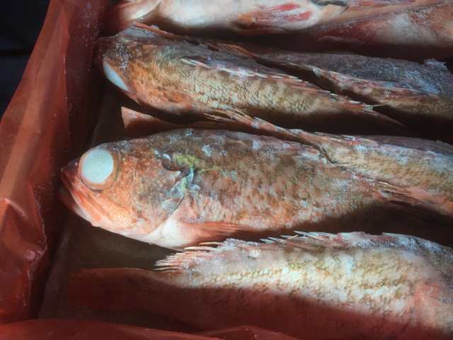 業務用 冷凍 ラプラタユメカサゴ セミドレス 5kg 25尾サイズ