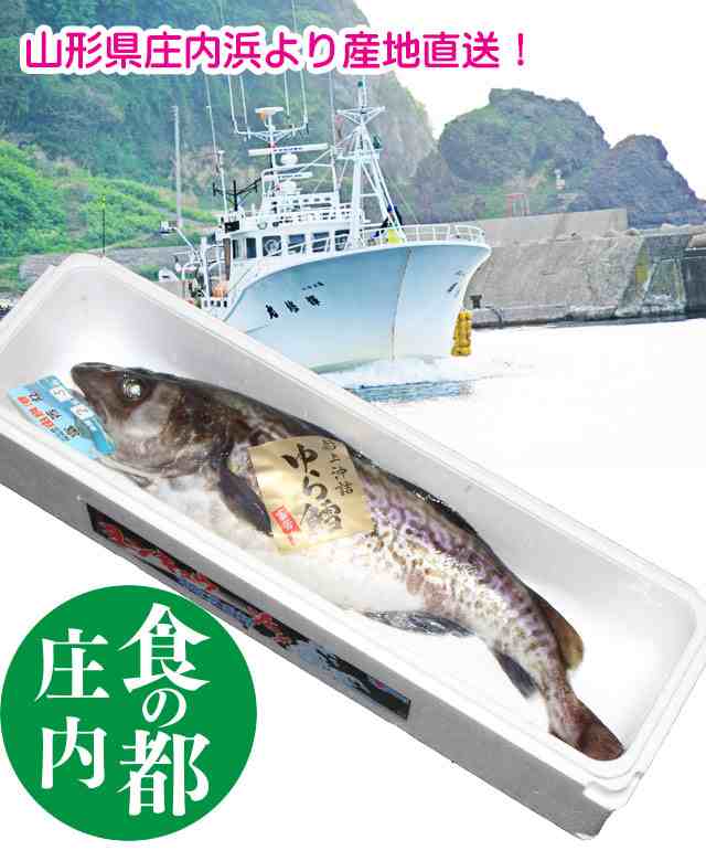 真鱈 寒鱈 メス タラコ 2 5kg 3kg丸ごと1本 送料無料 寒鱈 鍋 白子 タラコ 山形県産天然 マダラ 食の都庄内の通販はau Pay マーケット お食い初め料理 ザ フレア