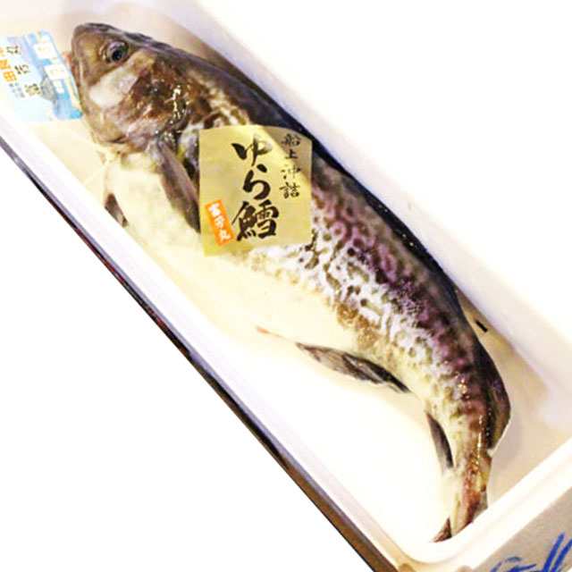 真鱈 寒鱈 オス 白子 2 5kg 3kg丸ごと1尾 送料無料 寒鱈 鍋 白子 タラコ 山形県産天然 マダラ 食の都庄内の通販はau Pay マーケット お食い初め料理 ザ フレア