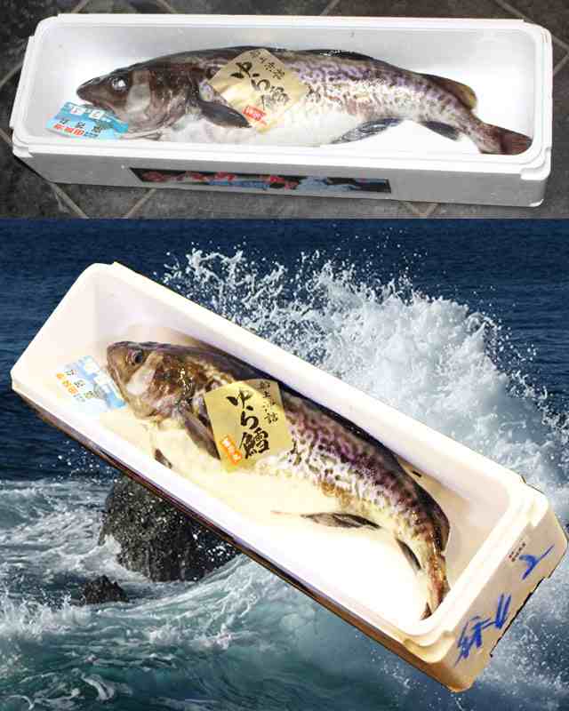 真鱈 寒鱈 メス タラコ 2 5kg 3kg丸ごと1本 送料無料 寒鱈 鍋 白子 タラコ 山形県産天然 マダラ 食の都庄内の通販はau Pay マーケット お食い初め料理 ザ フレア