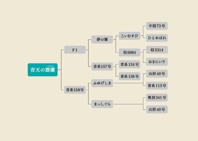 青森から直送＞ 新米 米 5kg 4年産 青天の霹靂 青森県産 白米5kg【米5キロ】の通販はau PAY マーケット - e-zakkoku米