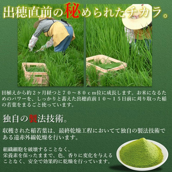 遠赤青汁 有機遠赤稲若葉 100g 5袋セット＋1袋サービス 2020-5_2