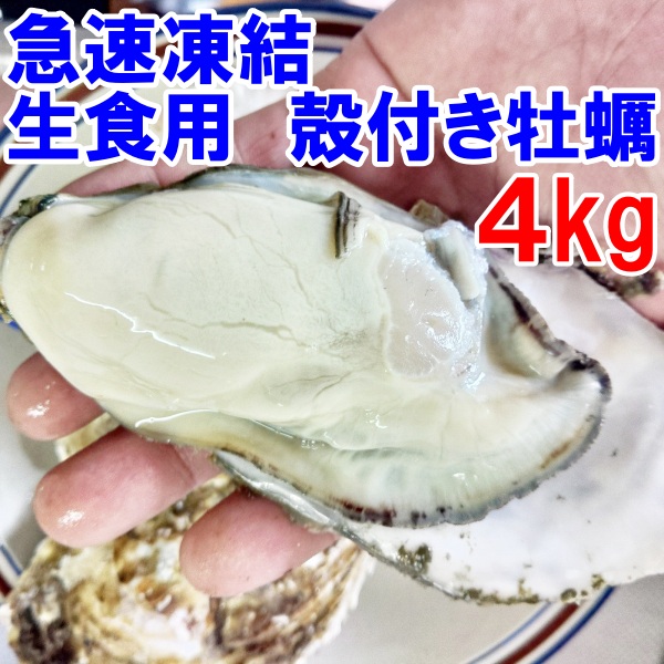 【15％ポイントと5％クーポン有】急速凍結 生食用冷凍牡蠣 殻付き 牡蠣 送料無料 ４ｋｇ 冷凍便 牡蠣 殻付き【熨斗対応可能】 宮城県産 殻付き牡蠣 殻付き 殻付 カキ 牡蛎 かき 松島牡蠣屋 かき 2kgで目安約18個「生食用　冷凍牡蠣　４ｋｇ」