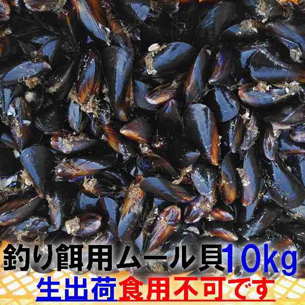 生出荷 非食用 釣り餌に ムラサキイガイ１０ｋｇ10キロ イガイ カラス貝 ムール貝 釣りエサ クロダイ 黒鯛 チヌ 石鯛 コブダイ カワの通販はau Pay マーケット 松島牡蠣屋