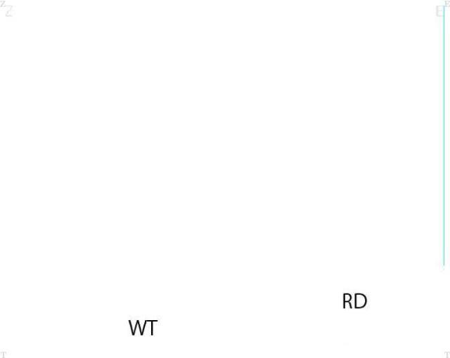 エバニュー Evernew 代引き･個人宅配送不可 カラーオオダマ90 3@ アカ 100 学校機器 グッズ(EKA445-R)