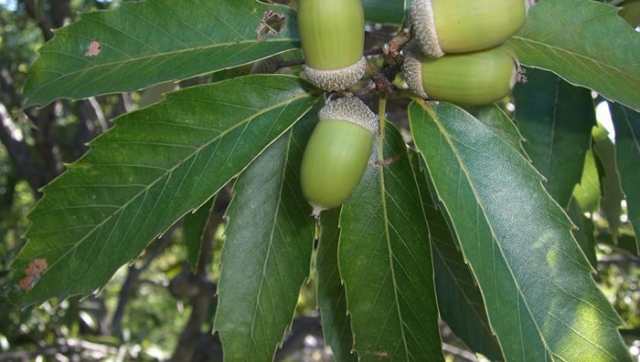 国産 100 ウラジロガシ茶 100g 10袋セット 宮崎県産 ノンカフェイン 無農薬 ウラジロガシ 健康茶 妊婦 ダイエット 送料無料 お茶 母の通販はau Pay マーケット 巣鴨のお茶屋さん山年園