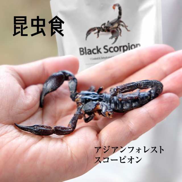 昆虫食 アジアンフォレストスコーピオン Black Scorpion サソリ 蠍 6g タイ産 食用 入門 スナック おつまみ お菓子 珍味 おもちゃ 送料の通販はau Pay マーケット ミート２１ショップ