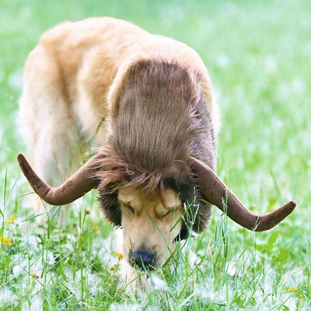 送料無料 犬 被り物 バッファロー おもしろ 動物 かわいい 水牛 牛 ペット ヘッド ギア イベント ペットデコレーション ハット 防寒の通販はau Pay マーケット Gain Mart 送料無料 犬 被り物 バッファロー おもしろ 動物 かわいい 水牛 牛 ペット ヘッド ギア イベント ペットデコレーション ハット 防寒の通販はau Pay マーケット Gain Mart