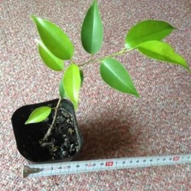 今だけ特価 ベンジャミンの苗木３本セット 金運アップ 幸運 室内の浄化にの通販はau Pay マーケット Kuratanet Com