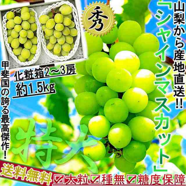 産地直送 シャインマスカット ぶどう 約1.5kg 2〜3房 山梨県産 贈答品 種なし 大房 秀品 化粧箱入り TVでも話題の大粒ブドウ｜au PAY  マーケット