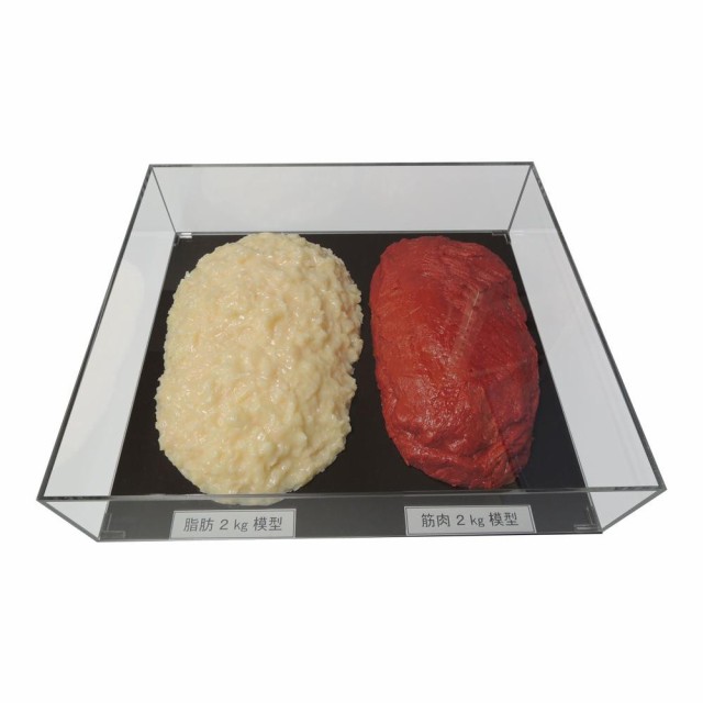 脂肪/筋肉対比セット(アクリルケース入)2kg IP-983【送料無料】（同梱不可）