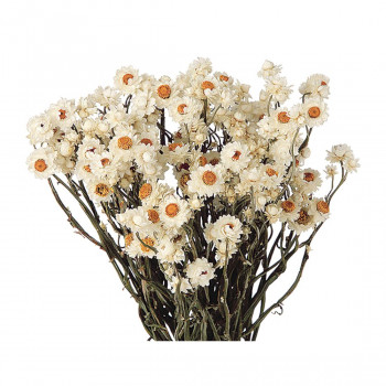 東北花材 Toka ドライフラワー アンモビューム N ホワイト 約30g メーカー直送 代引き 銀行振込前払い 同梱不可の通販はau Pay マーケット お宝イータウン