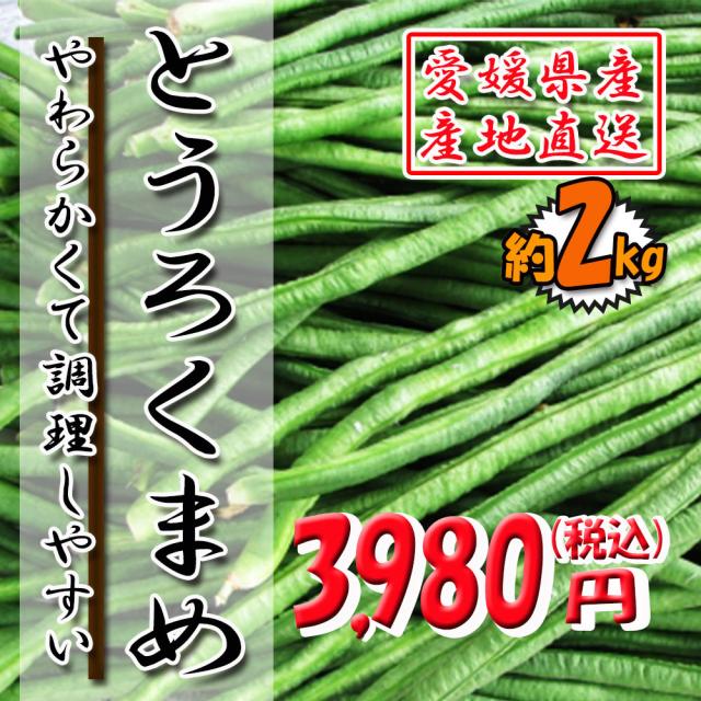 とうろくまめ とうろく豆 愛媛県産 やわらかいんげん 約2ｋｇ 送料無料の通販はau Pay マーケット ベジろう