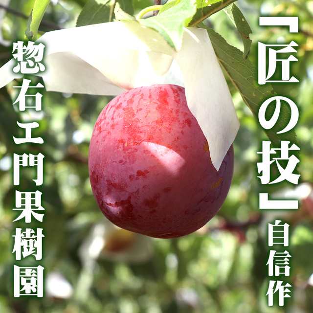 すもも 貴陽 大玉 5l 6l 7玉 約1 2kg プレミアム プラム 李 スモモ 送料無料 山形県産 産直 高級果物 くだもの 果実 フルーツ ギフト の通販はau Pay マーケット 農ブランド