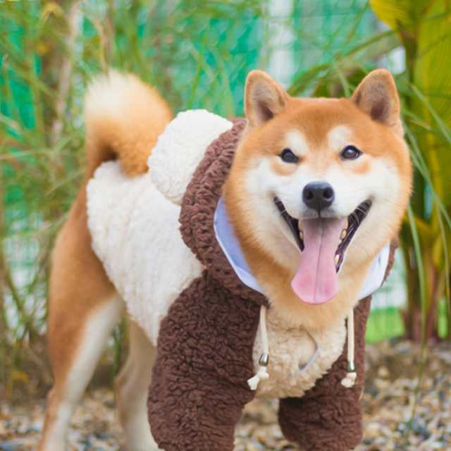 犬服 秋冬 Mowmow きぐるみ コスプレ かわいい 大型犬用 クマ 大きい