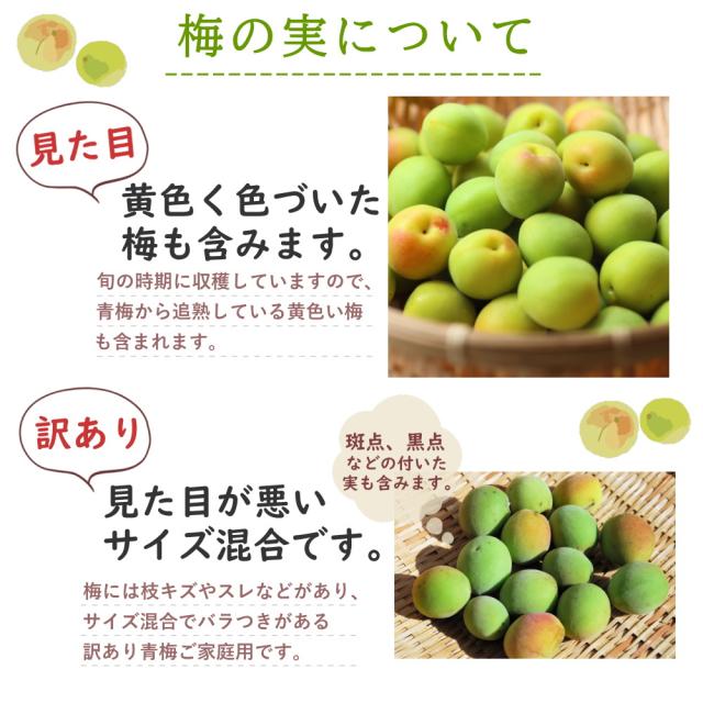 冷凍》青梅 B級品 大小混合 約1kg 梅酒作り用の梅の実 梅ジュースにも