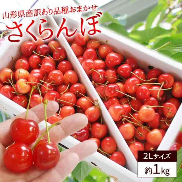 ６月中旬以降出荷予約販売 送料無料 露地栽培 さくらんぼ まかない 訳あり 1kg バラ詰め ２ｌサイズ 山形県産 沖縄 離島配送不の通販はau Pay マーケット やまがた特産屋