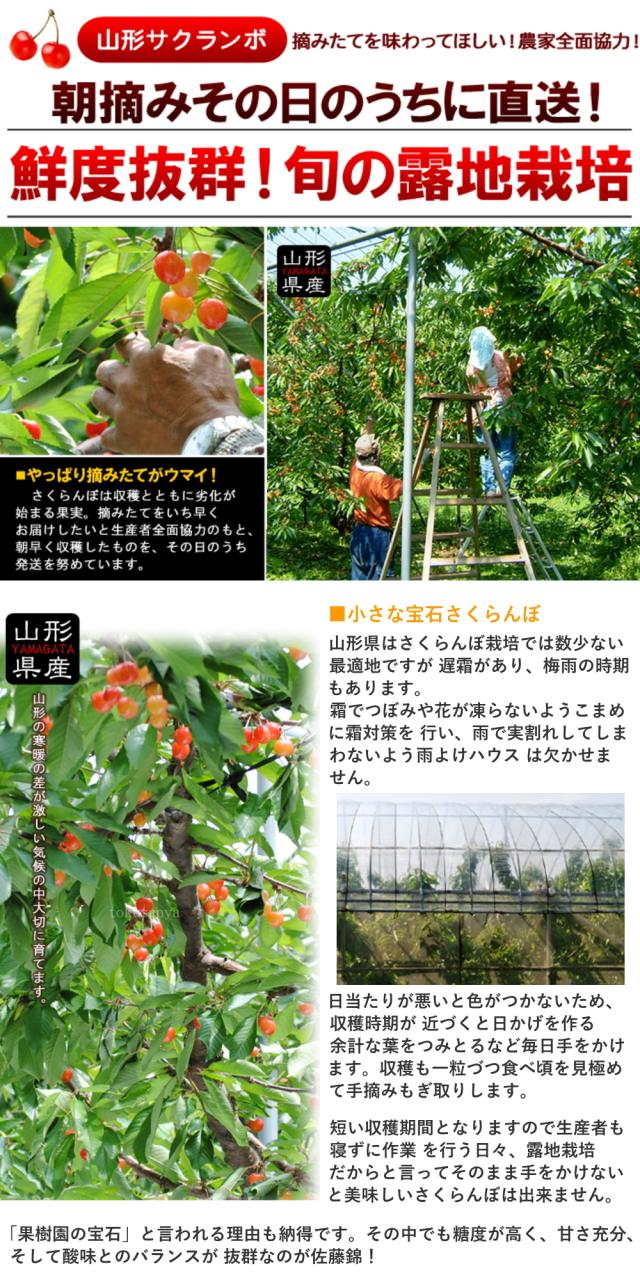 【6月中旬頃から出荷予定/予約販売】送料無料【露地栽培】さくらんぼ　まかない　訳あり　1kg　バラ詰め　大粒LLサイズ　山形県産/ 沖縄.離島配送不可 wroji_5